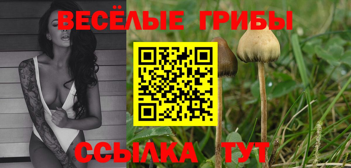 Псилоцибиновые грибы Psilocybe Коломна